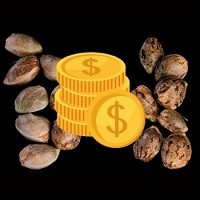 Tanie nasiona marihuany