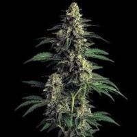 Odmiana Marihuany Northern Light | NasionaMari.pl
