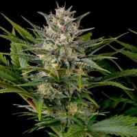 Odmiana Marihuany Pineapple | NasionaMari.pl