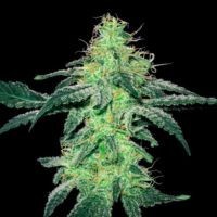 Odmiana Marihuany Skunk | NasionaMari.pl