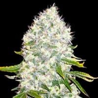 Odmiana Marihuany White Widow | NasionaMari.pl
