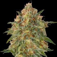 Odmiana Marihuany Zkittlez | NasionaMari.pl