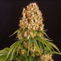 Odmiana Marihuany Orange Haze | NasionaMari.pl