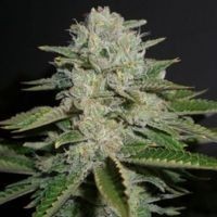 Odmiana Marihuany Sour Diesel | NasionaMari.pl