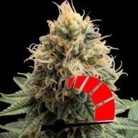 Szybkie odmiany marihuany