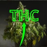 Najmocniejsze odmiany marihuany