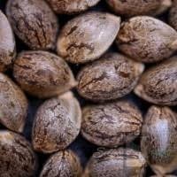 Rodzaje nasion marihuany