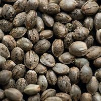 Fotoperiodyczne nasiona marihuany