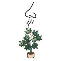 Najmniej Pachnące Odmiany Marihuany o Słabym Zapachu