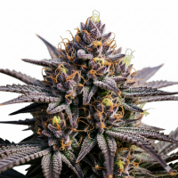 Fioletowe Odmiany Marihuany | NasionaMari.pl