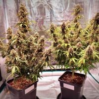 Automatyczne odmiany marihuany indoor