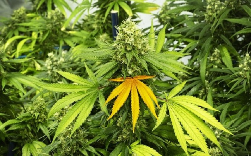 żółte liście marihuany