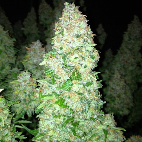 Automazar fotorelacja