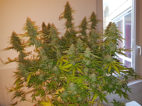 Automazar fotorelacja