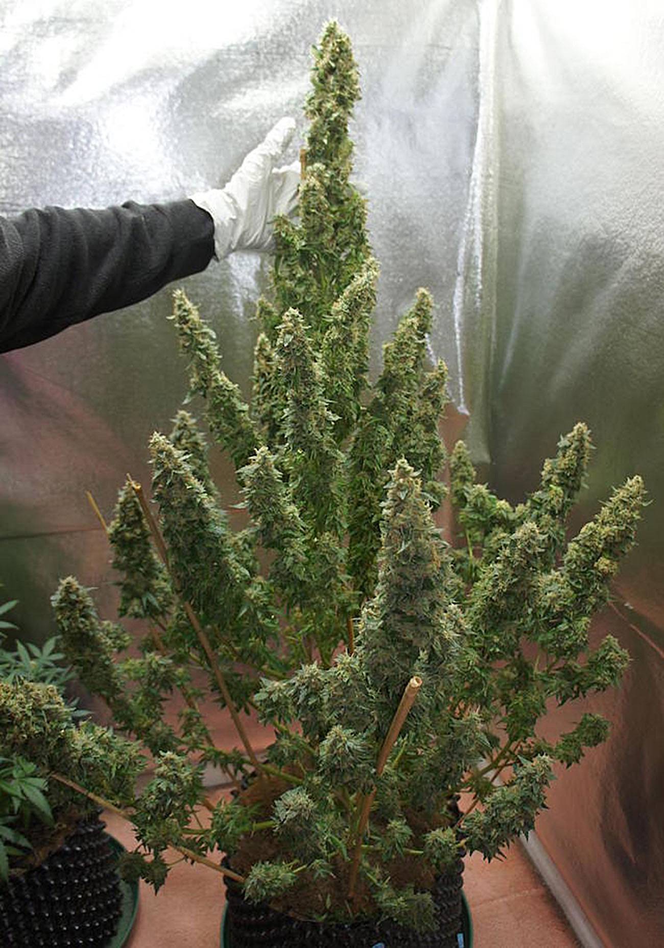 Automazar fotorelacja