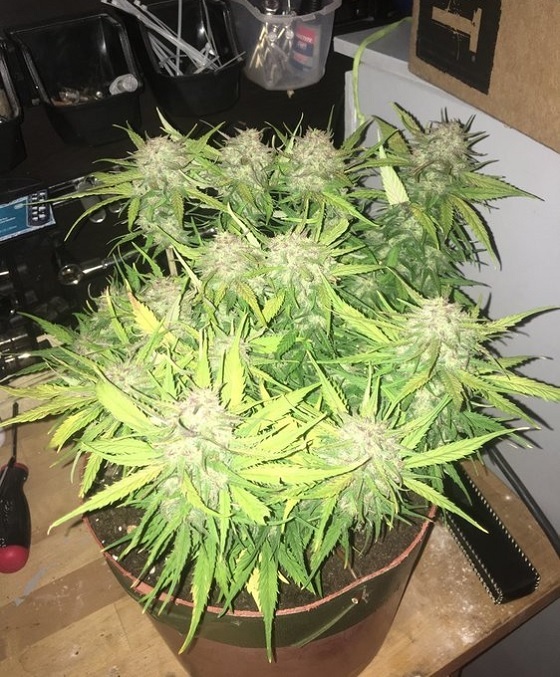 automaty indoor fotorelacja