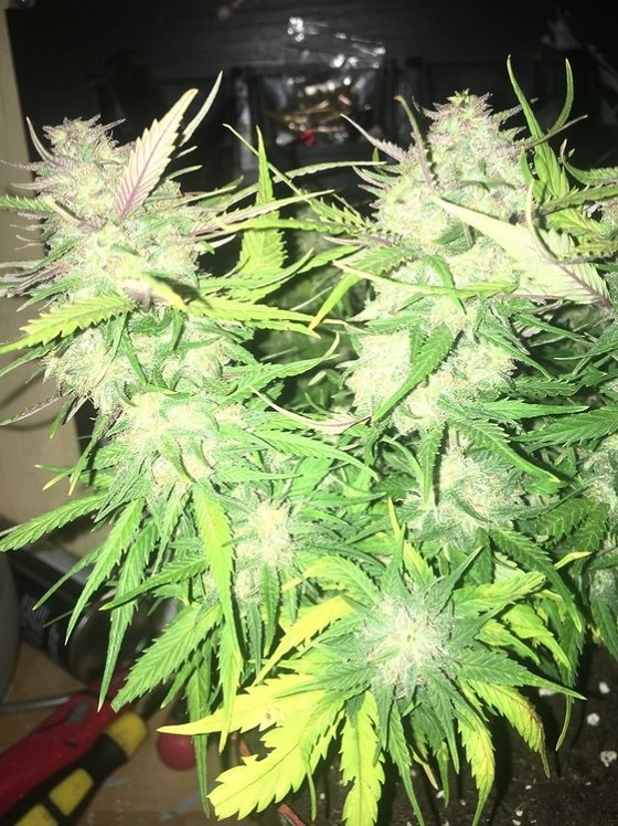 automaty indoor fotorelacje