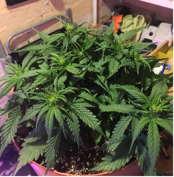 automaty indoor fotorelacja