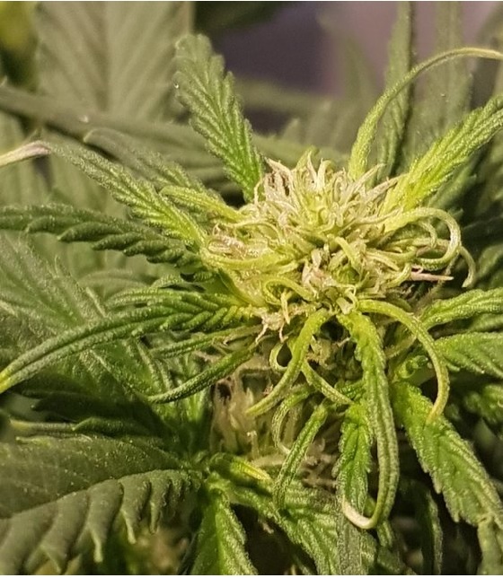 automaty indoor fotorelacja