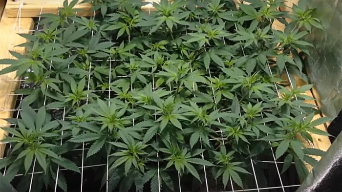 Trening Screen of Green SCROG ekran zieleni