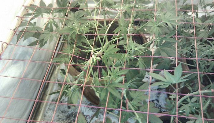 Trening Screen of Green  SCROG  ekran zieleni