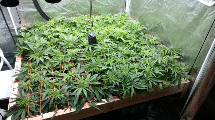 Trening Screen of Green  SCROG  ekran zieleni