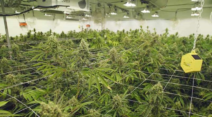 Trening Screen of Green  SCROG  ekran zieleni