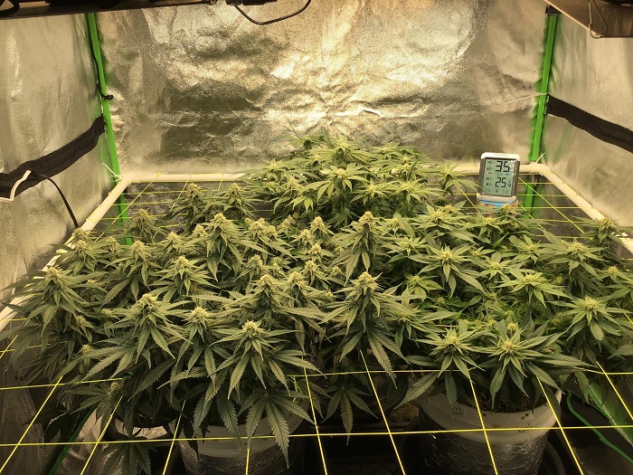 Trening Screen of Green  SCROG  ekran zieleni