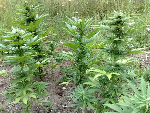 Uprawa automatów outdoor