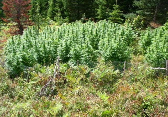 Uprawa automatów outdoor