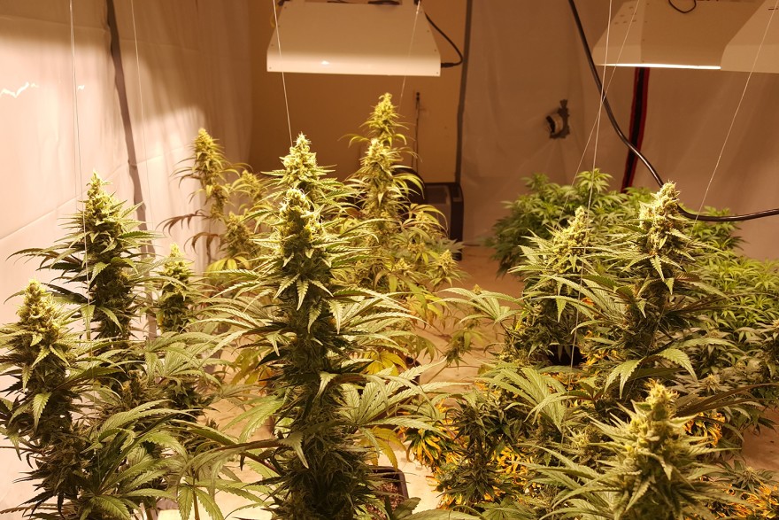 Marihuana hodowla w domu