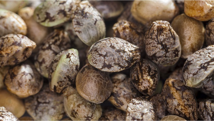 czy nasiona marihuany są legalne w Polsce