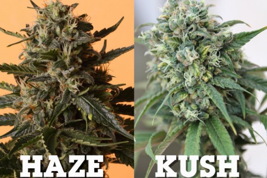 Kush Haze