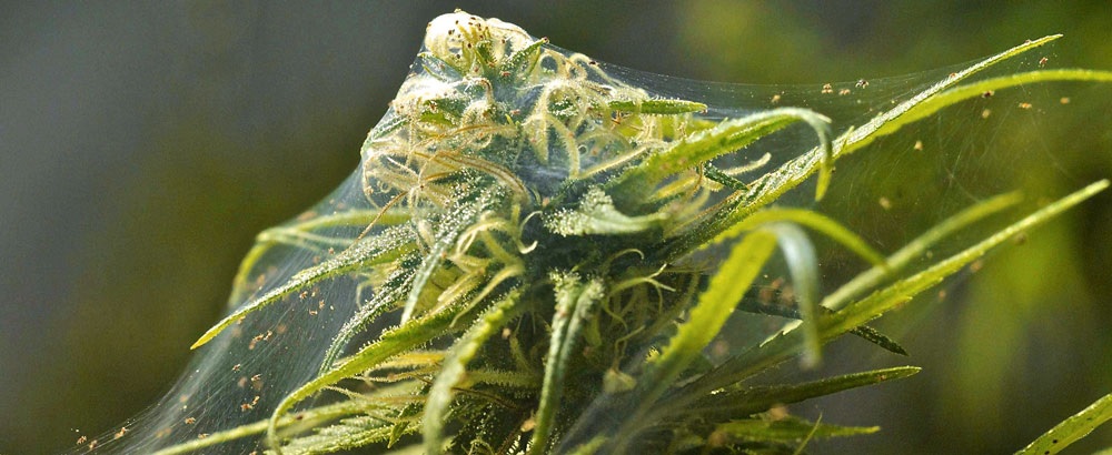 hodowla marihuany