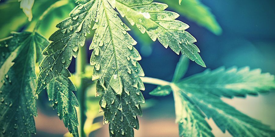 Jak obniżyć podnieść wilgotność w growboxie ?