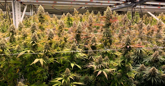 Co to jest marihuana Skunk