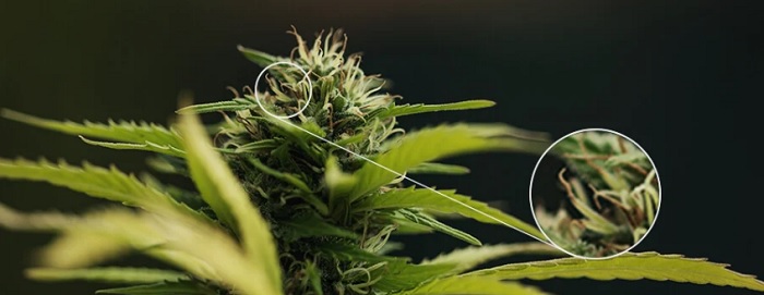 zapylone topy marihuany