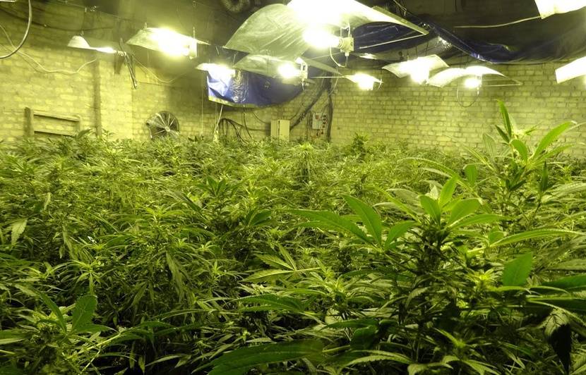 Lampa do uprawy konopi