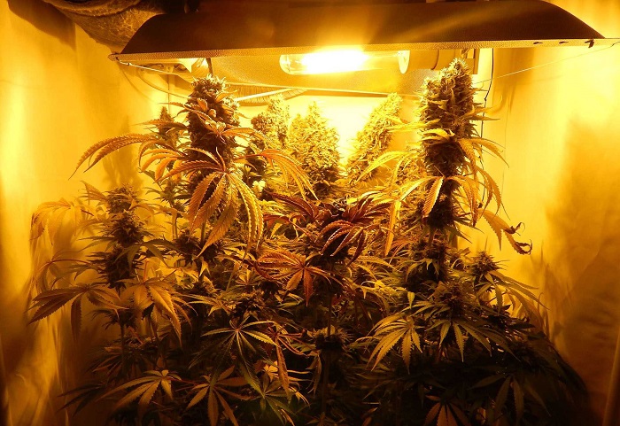 Lampa do uprawy konopi