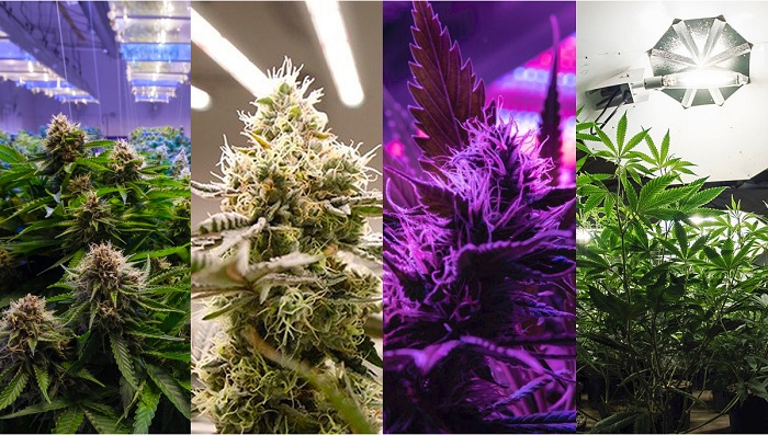 lampa do uprawy konopi