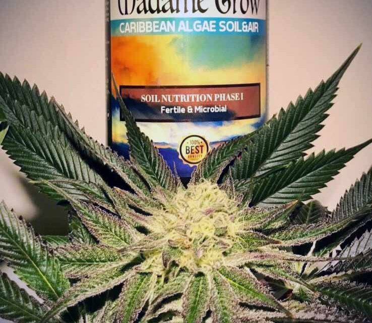 Nawozy do marihuany automaty