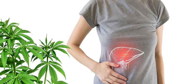 Olejek CBD a marskość wątroby