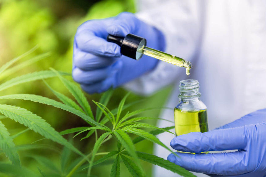 olejek cbd rak wątroby