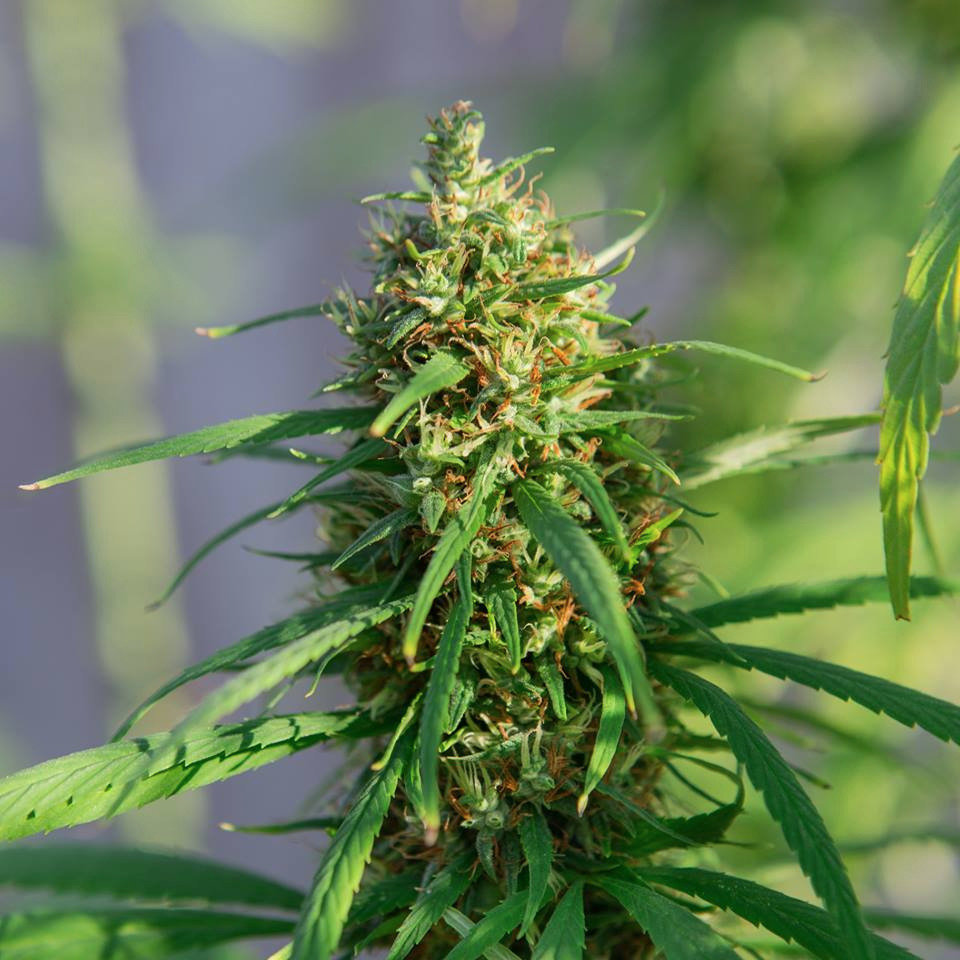 Odmiana konopi Futura 75 CBD