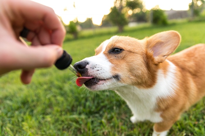 Olej konopny dla psa forum