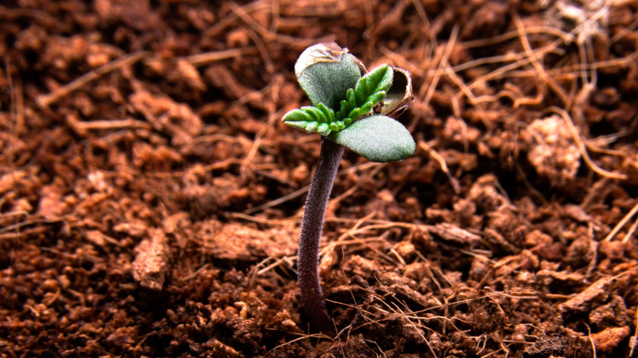 kiełkowanie nasion marihuany