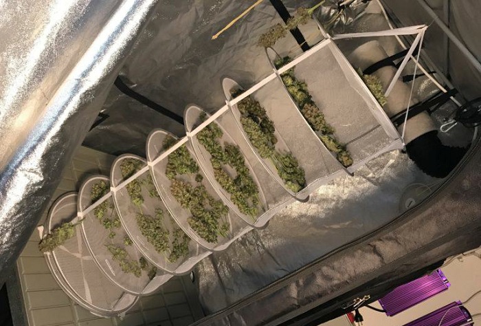 water curing marihuany