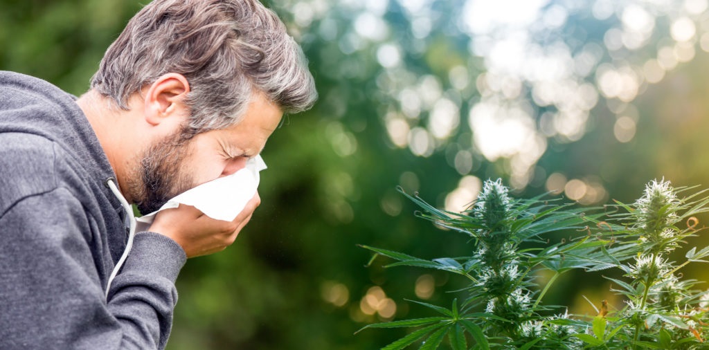 Marihuana na przeziębienie i grypę