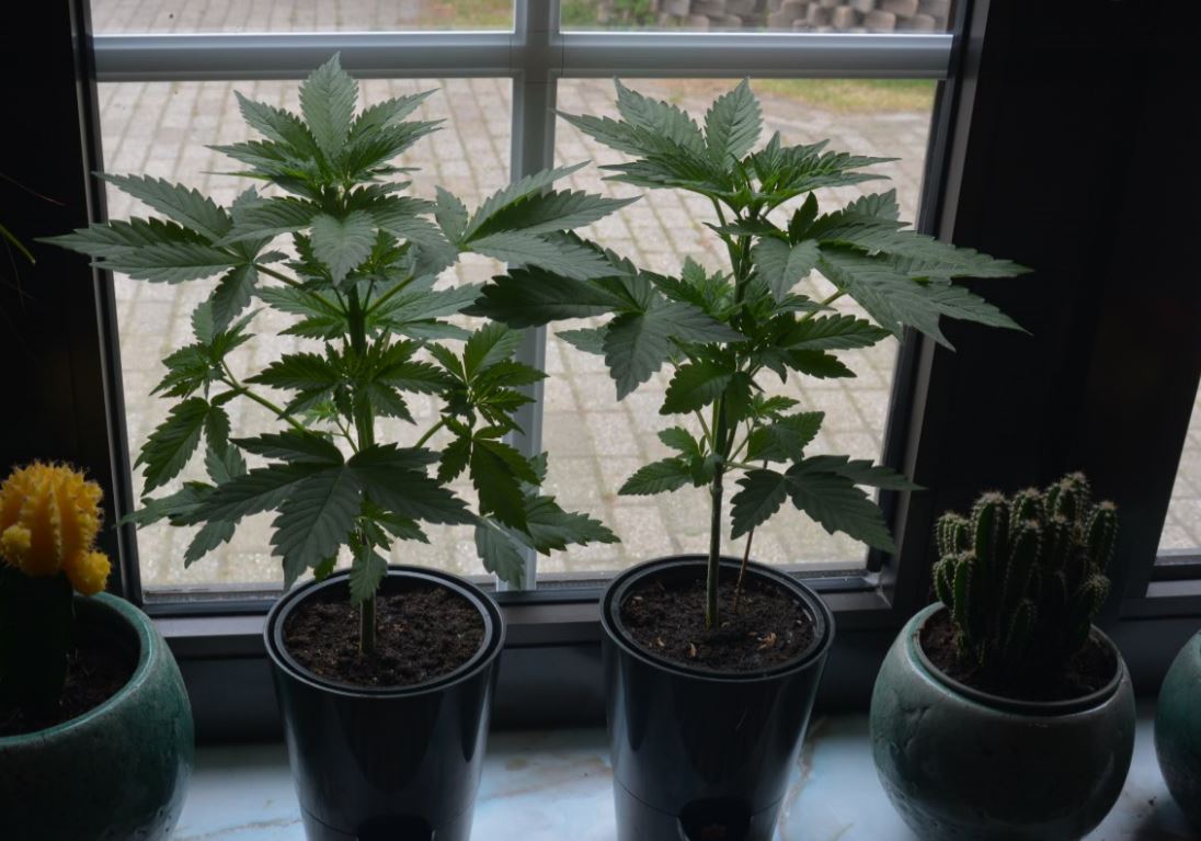 Uprawa marihuany w domu bez lampy