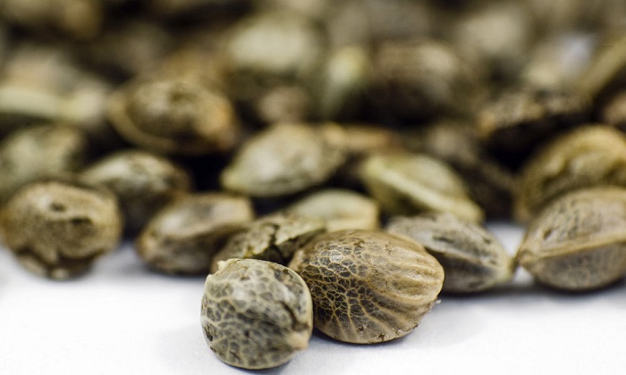 Gdzie kupić nasiona marihuany